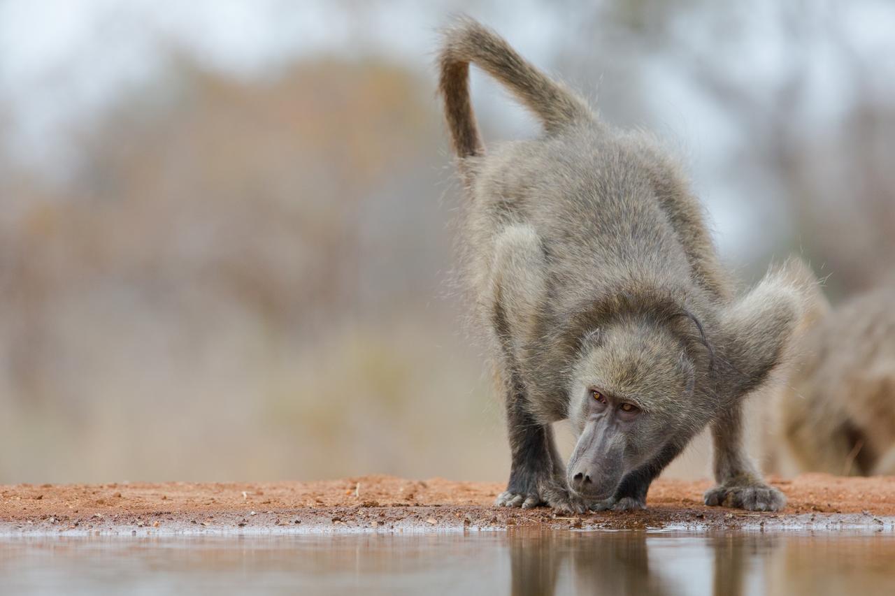 Southern Sands Eco Lodge Hoedspruit Esterno foto